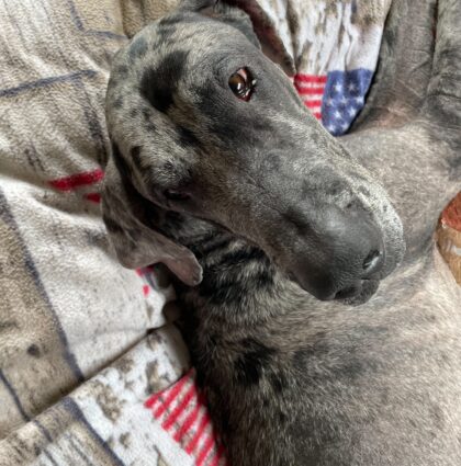 Lizzo- Available for Adoption