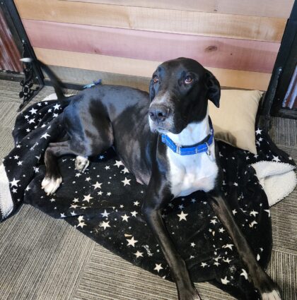Salem- Available for Adoption