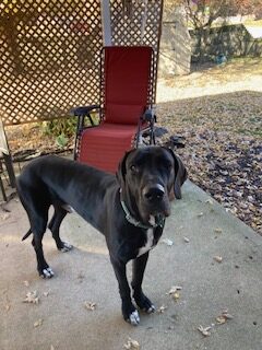 Onyx- Available