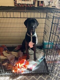 Onyx- Available