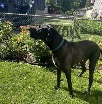 GOOSE- AVAILABLE