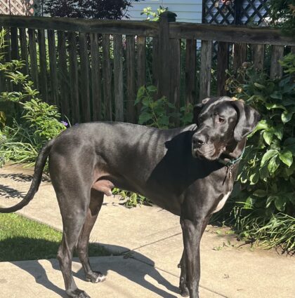 GOOSE- AVAILABLE