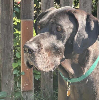 GOOSE- AVAILABLE