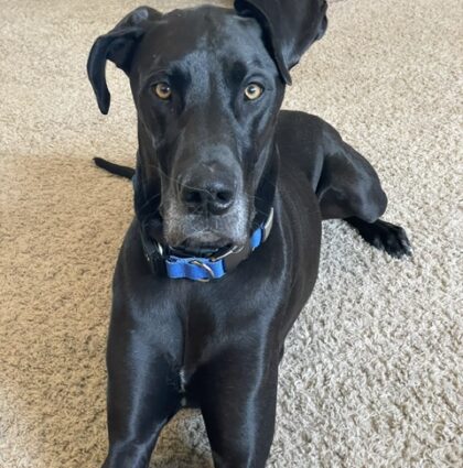 LUNA-AVAILABLE SOON