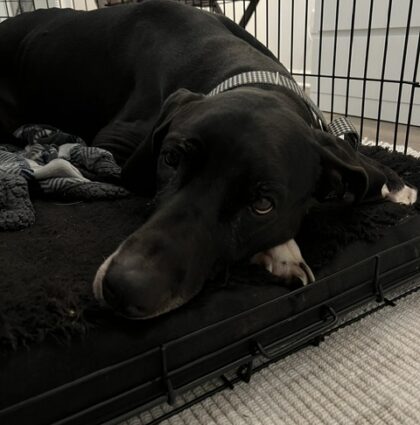 LUCY- AVAILABLE