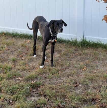 LUCY- AVAILABLE
