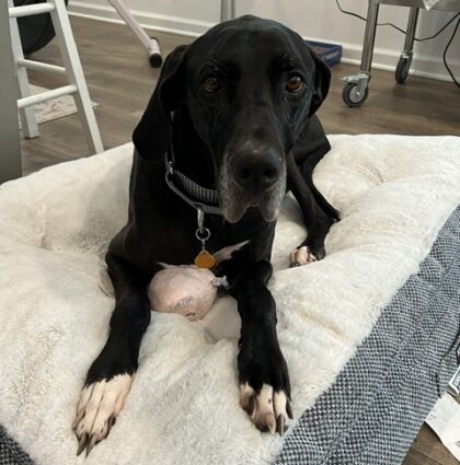 LUCY- AVAILABLE
